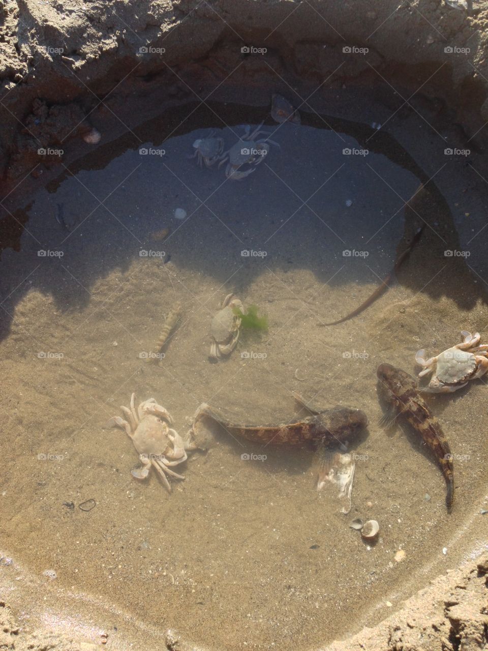 Elevated view of crab and fish