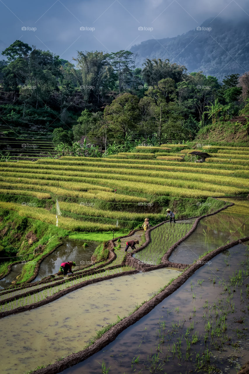 morning in selotapak rice terraces