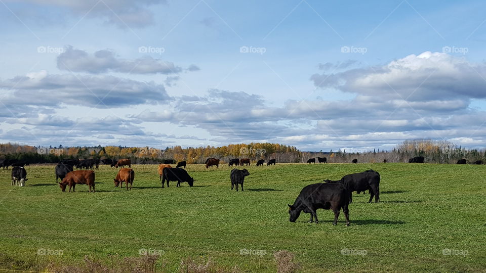 cattle