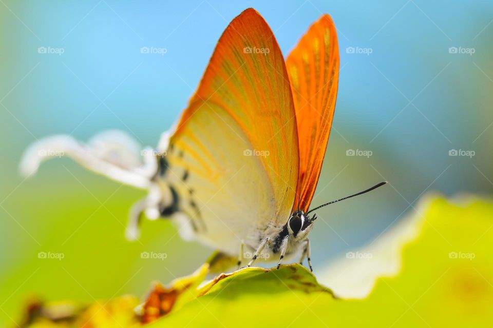 insect macro photography