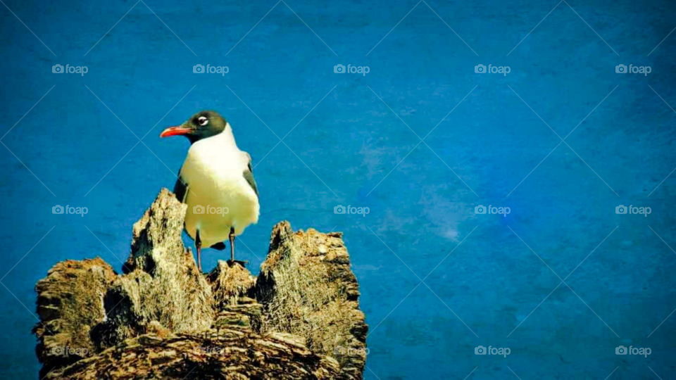 A seagull sitting on old wood with sky in background. Black and white bird perched at the ocean