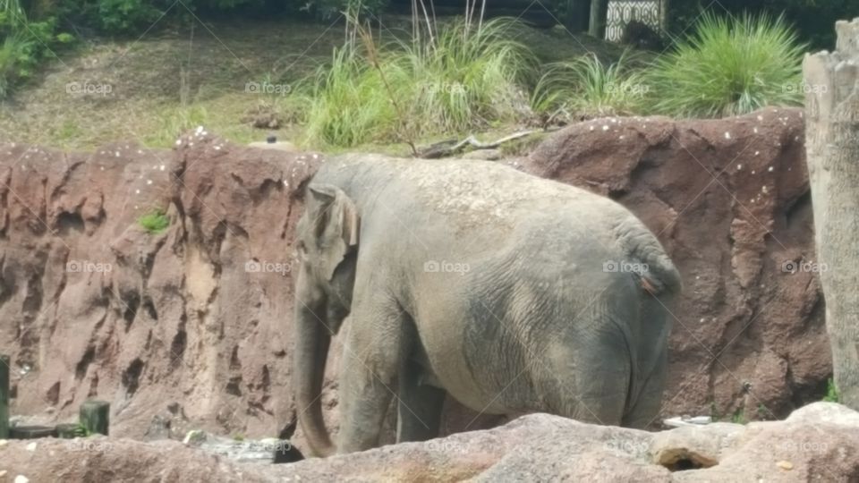 Busch Gardens Elephant