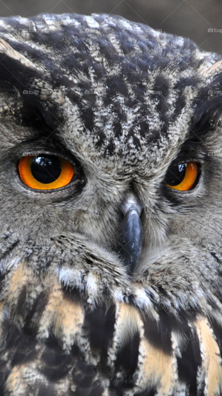 Owl, Wildlife, Eye, Bird, Raptor