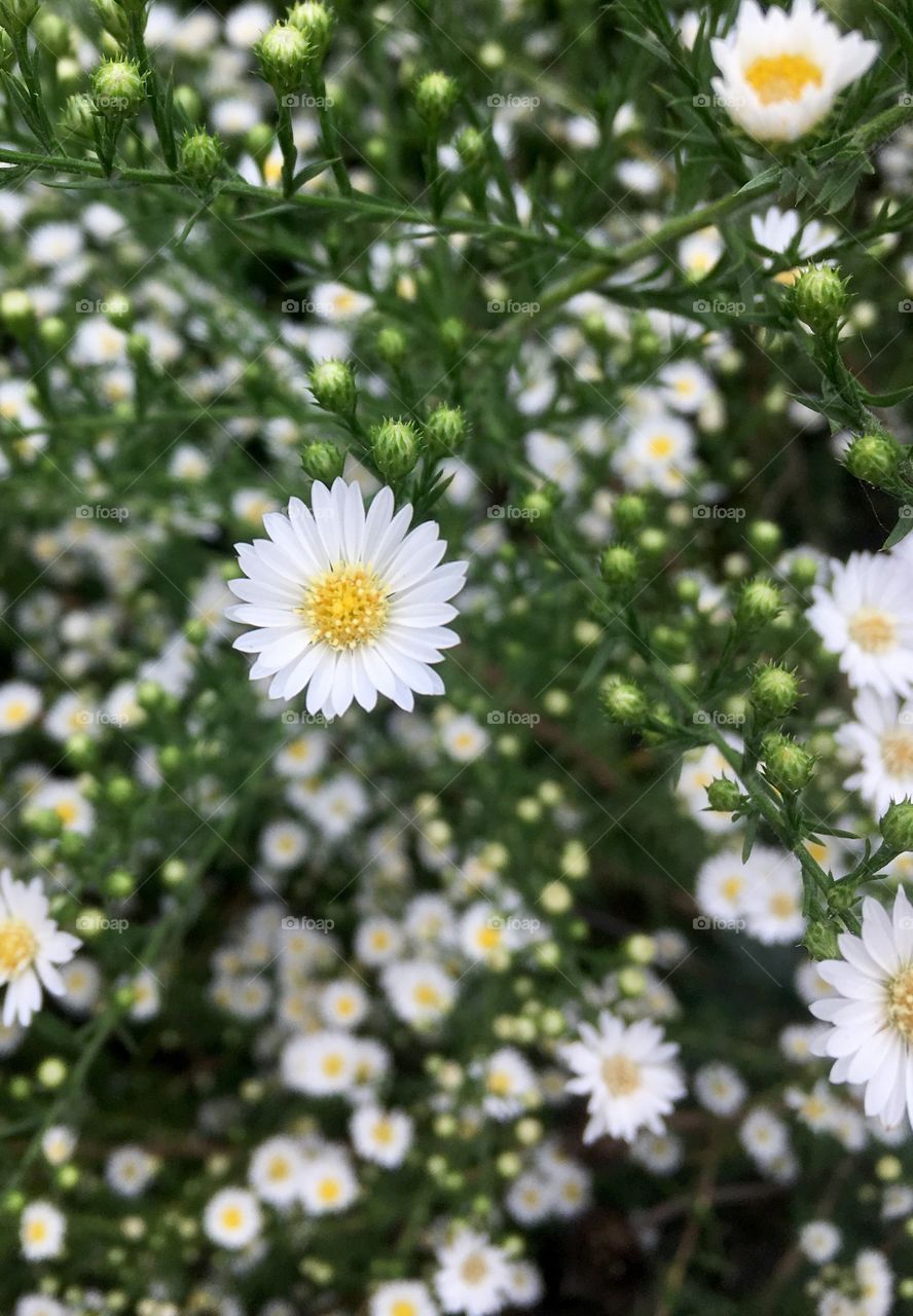 daisy-like flowers