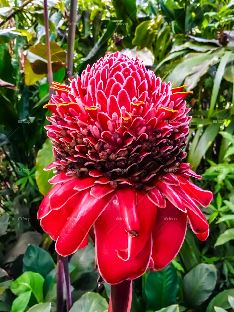 At Hawaii Tropical Botanical Garden