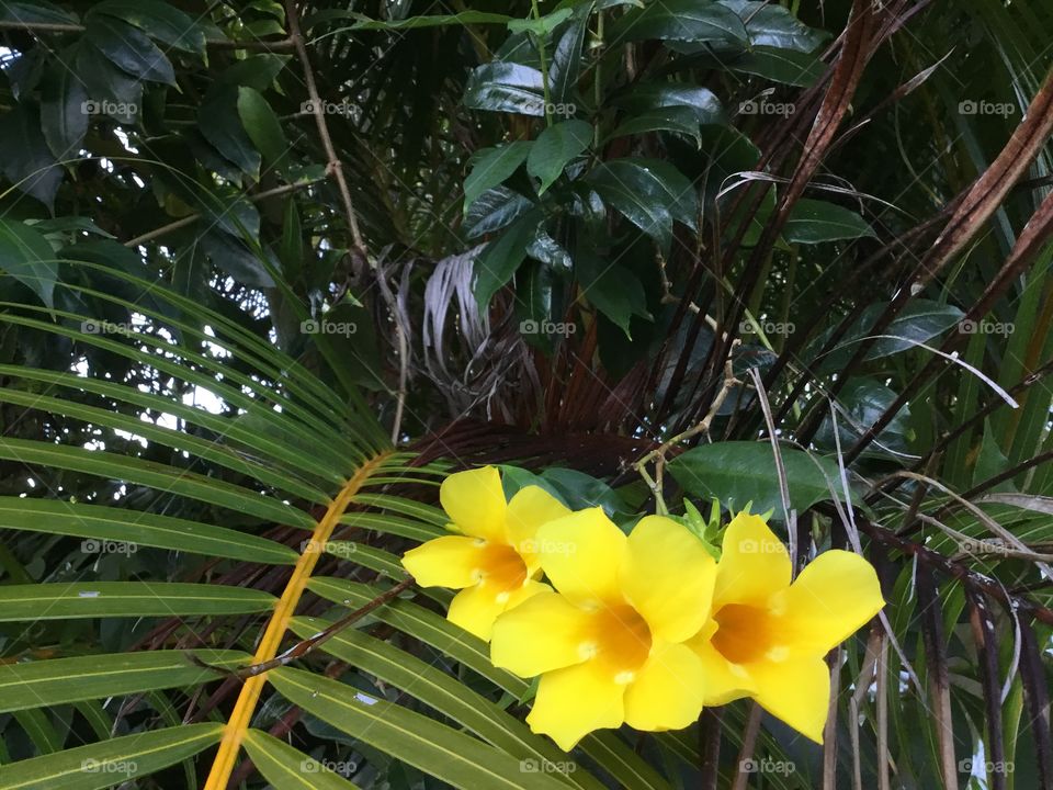 Trumpet flowers - bright yellow