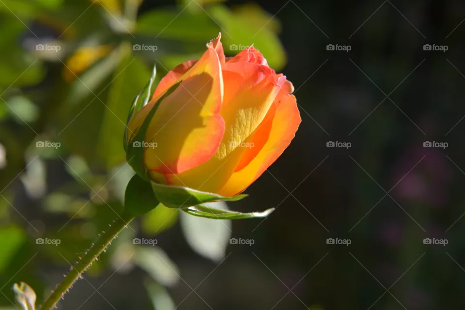 rose