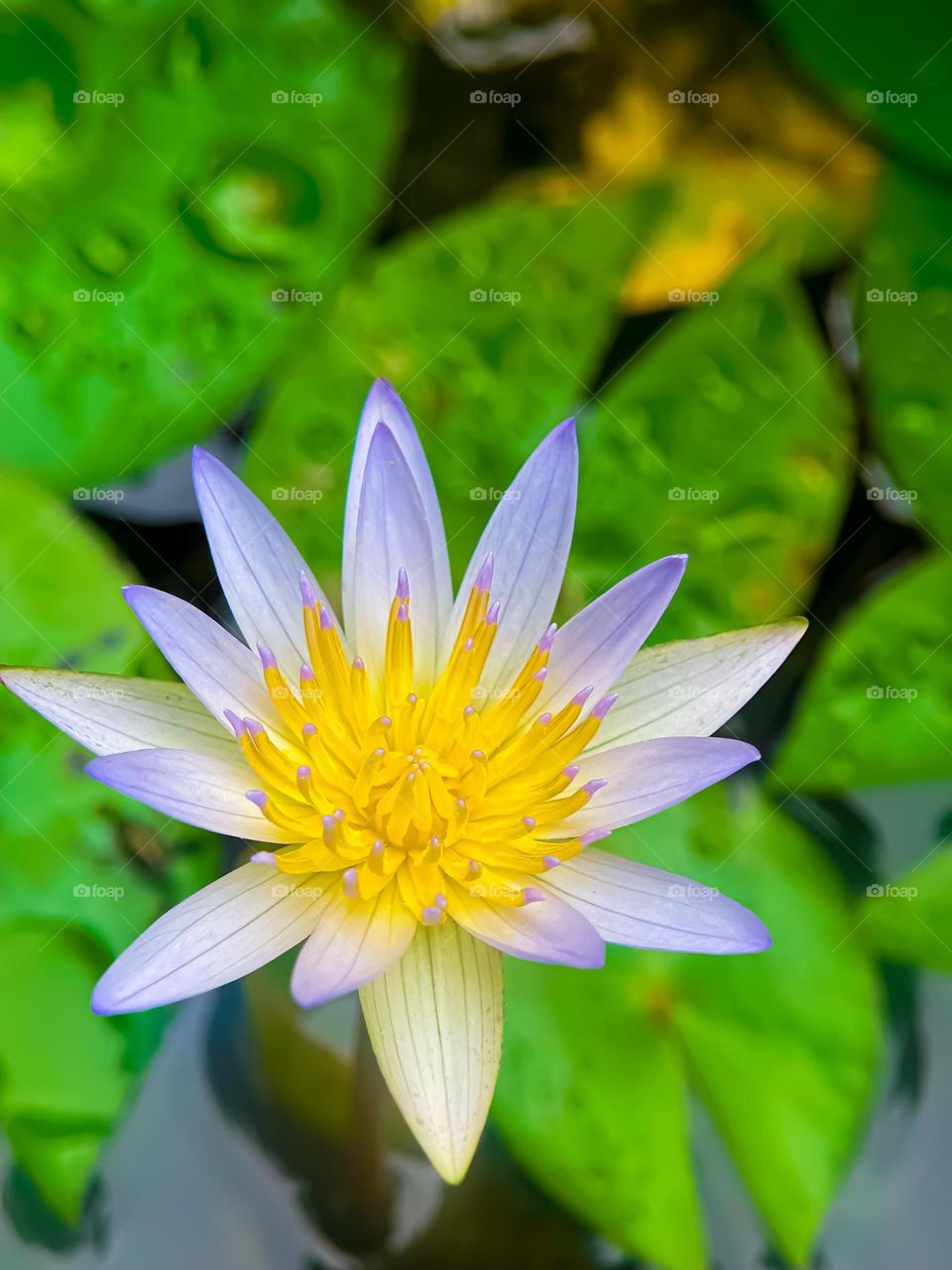 Waterlily in close up view. Yellow and white colour with macro background 
