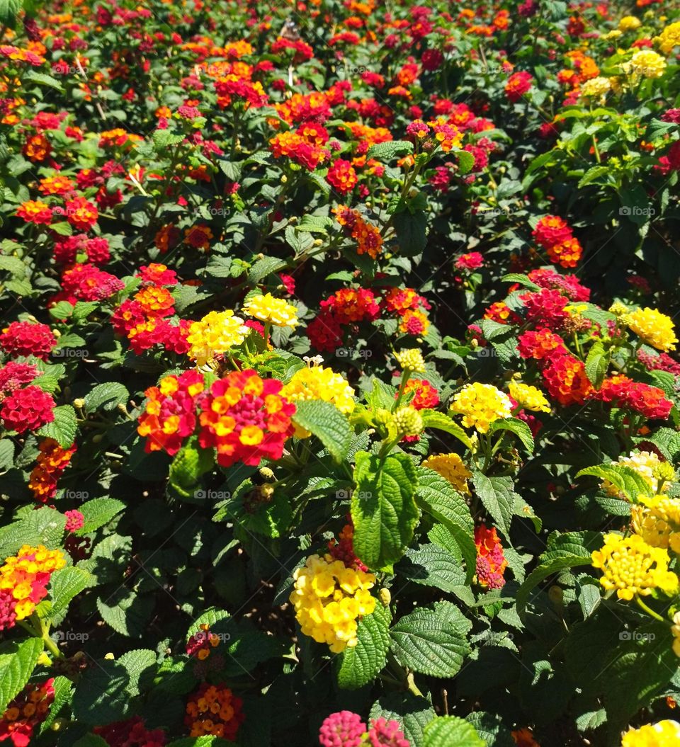 red and yellow flowers