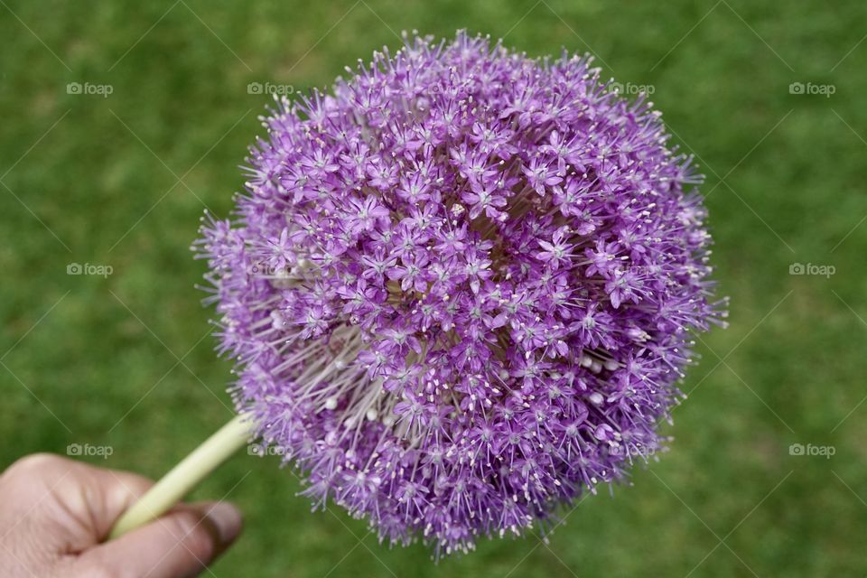 Shape of nature ... purple flowers forming a giant sphere 💜