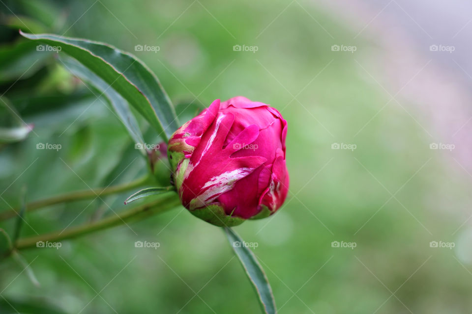 Peony, peonies, roses, pink, red, white, flowers, bouquet, summer, sun, nature. Landscape, still-life, village, flowerbed, plant, vegetation, grass, decor, fluffy, fluffy flowers, bulk flowers, plush flowers, petals, buds, leaves