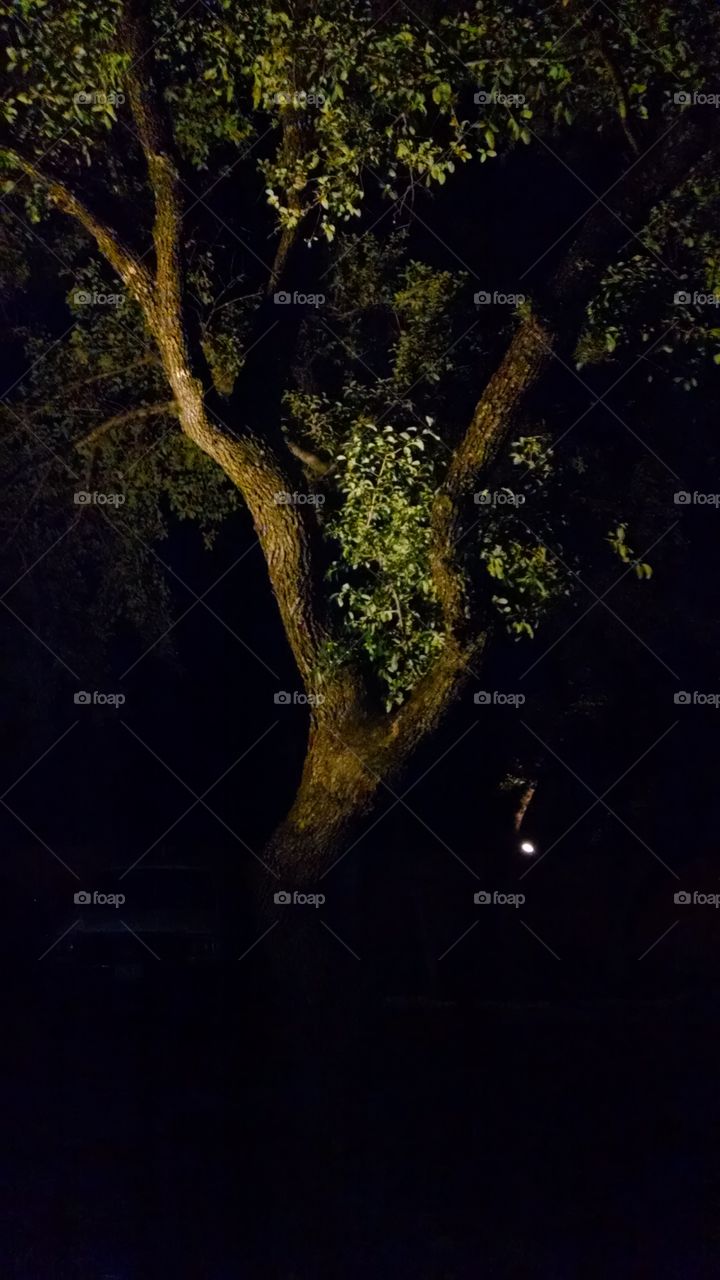 View of tree night