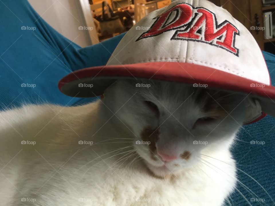 Cute cat wearing a hat