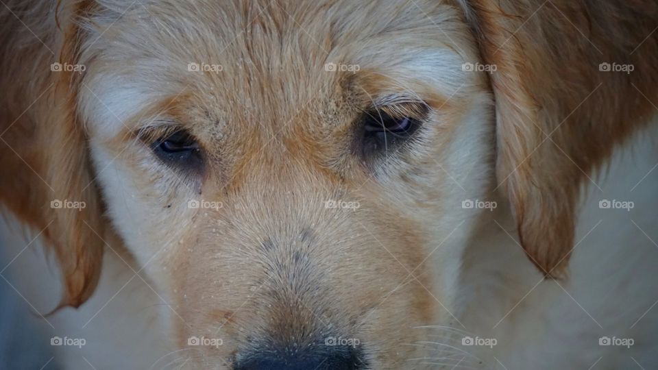 golden retriever puppy