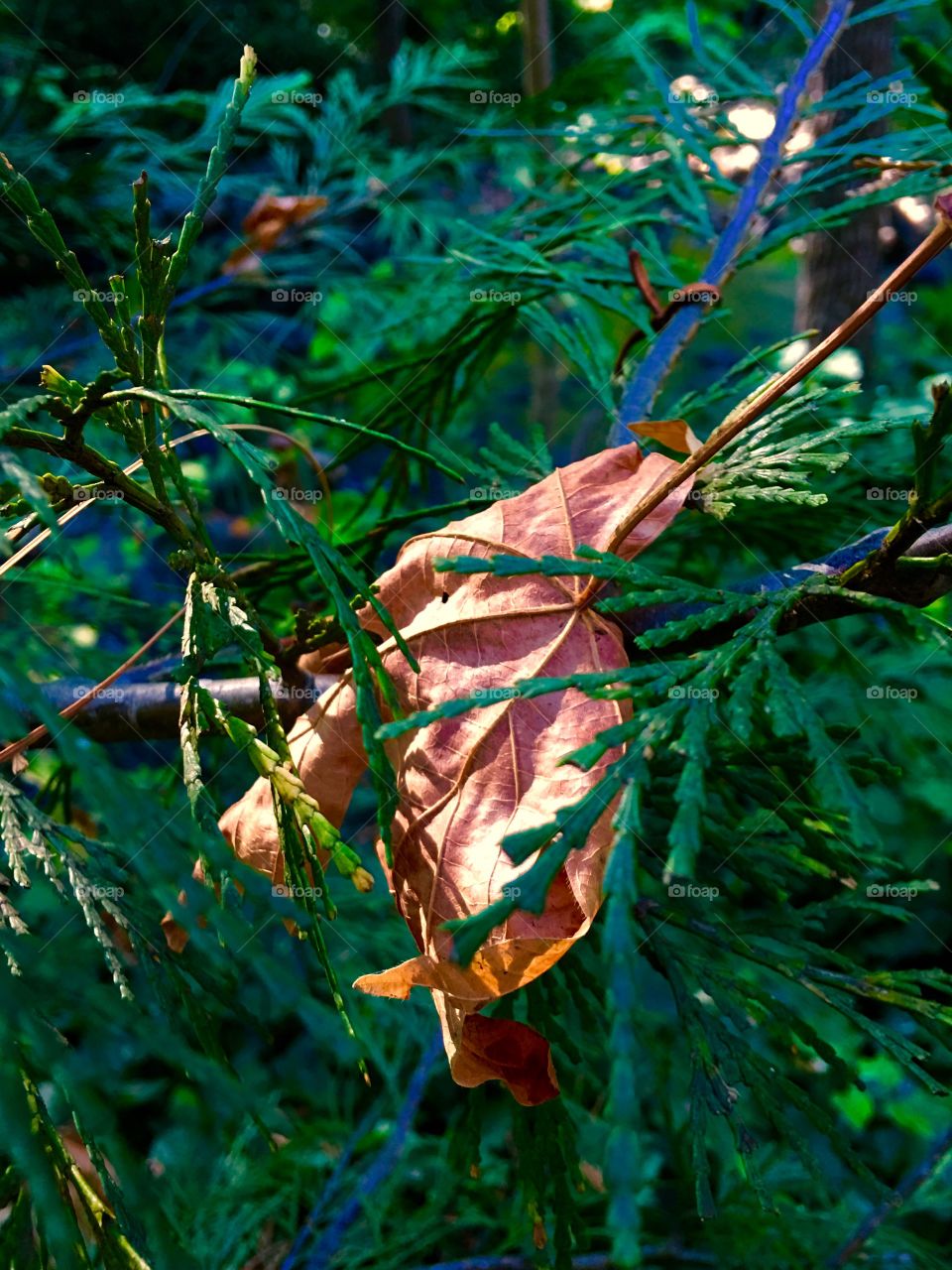 Trapped Leaf