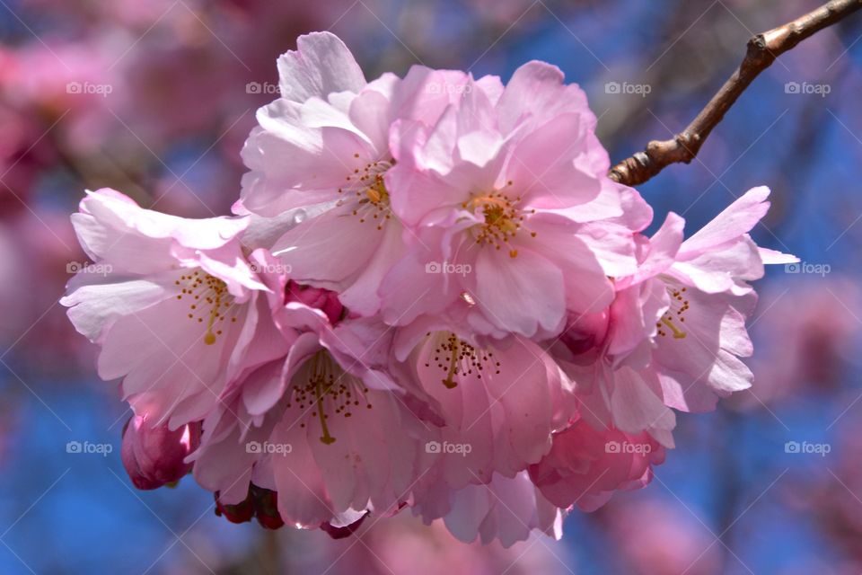 Branch of cherry blossom