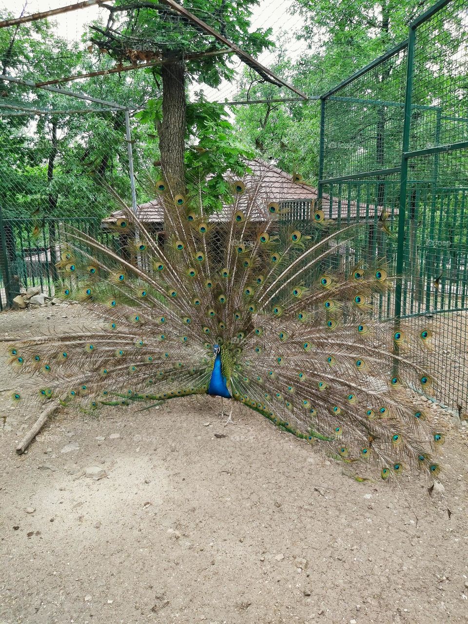 Peacock