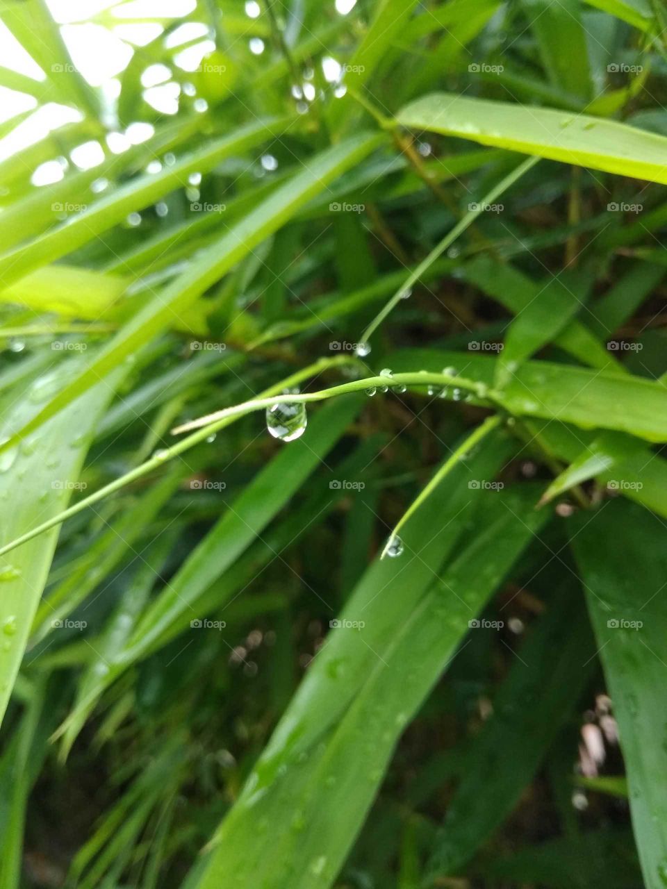 rainy drop in plant