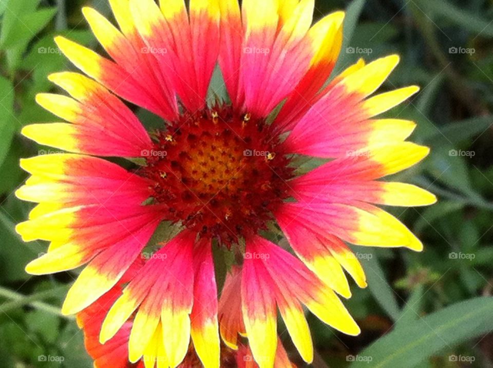 Red and Yellow Sunflower