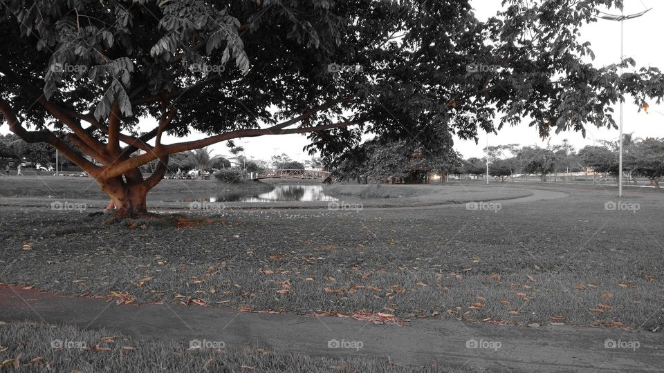 Árvore em área turística.