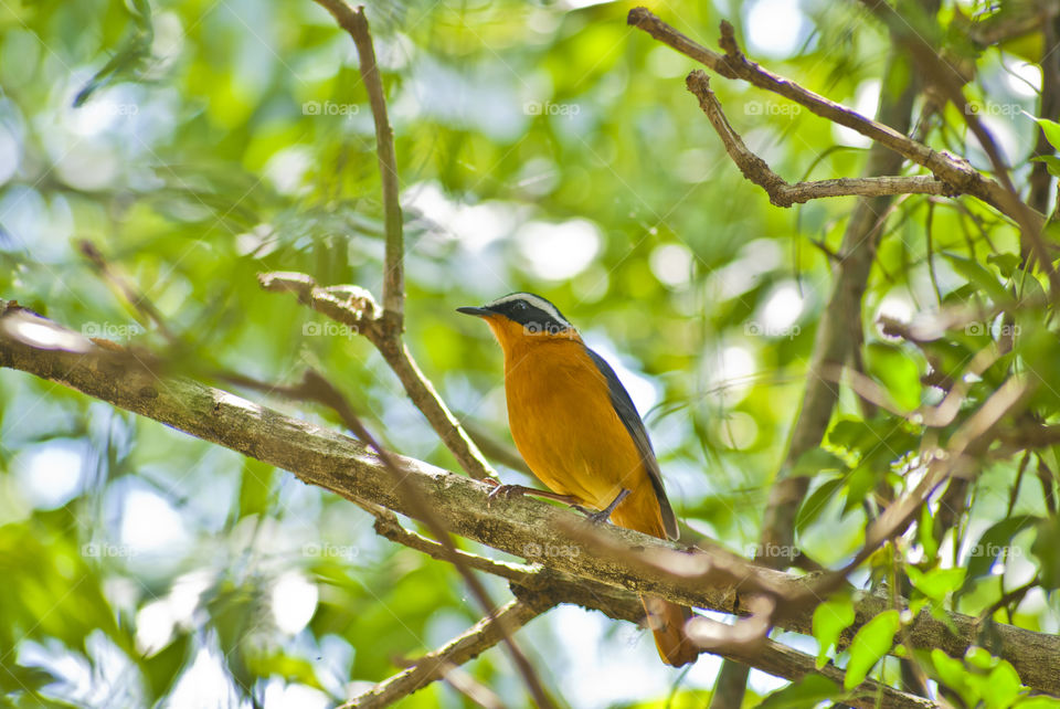 a Bird sitting in a tree with bright green leafs in the background