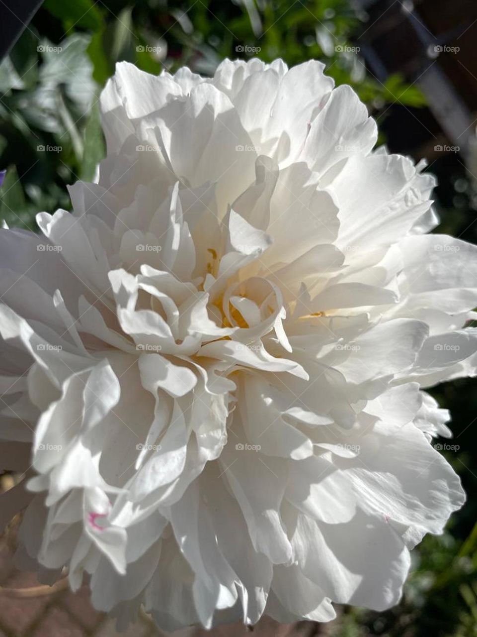 Chinese peony