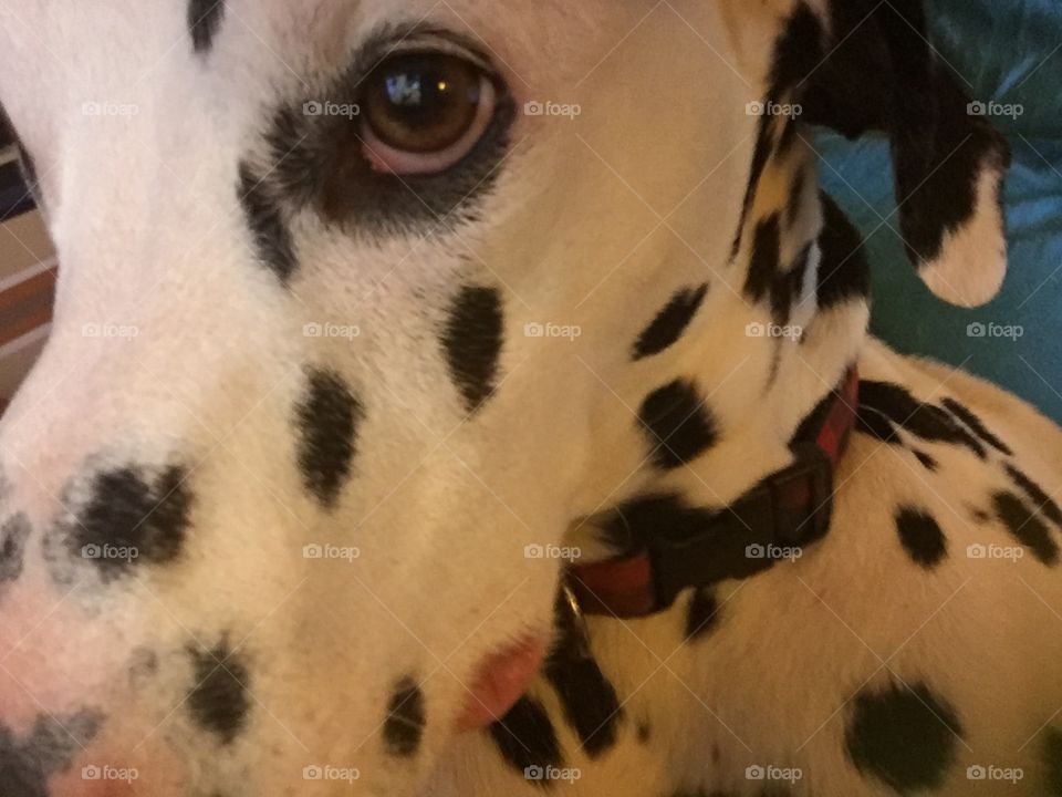 Extreme close-up of dalmatian face