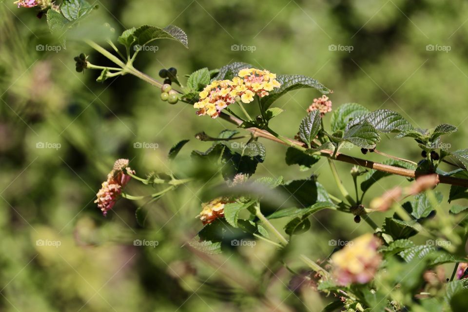 Multi coloured floral clusters lantana shrub blossoms blurr d garden background 