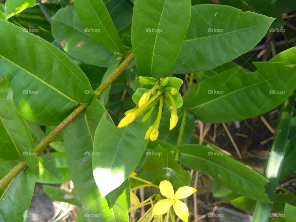 Yellow flower bud on the garden
