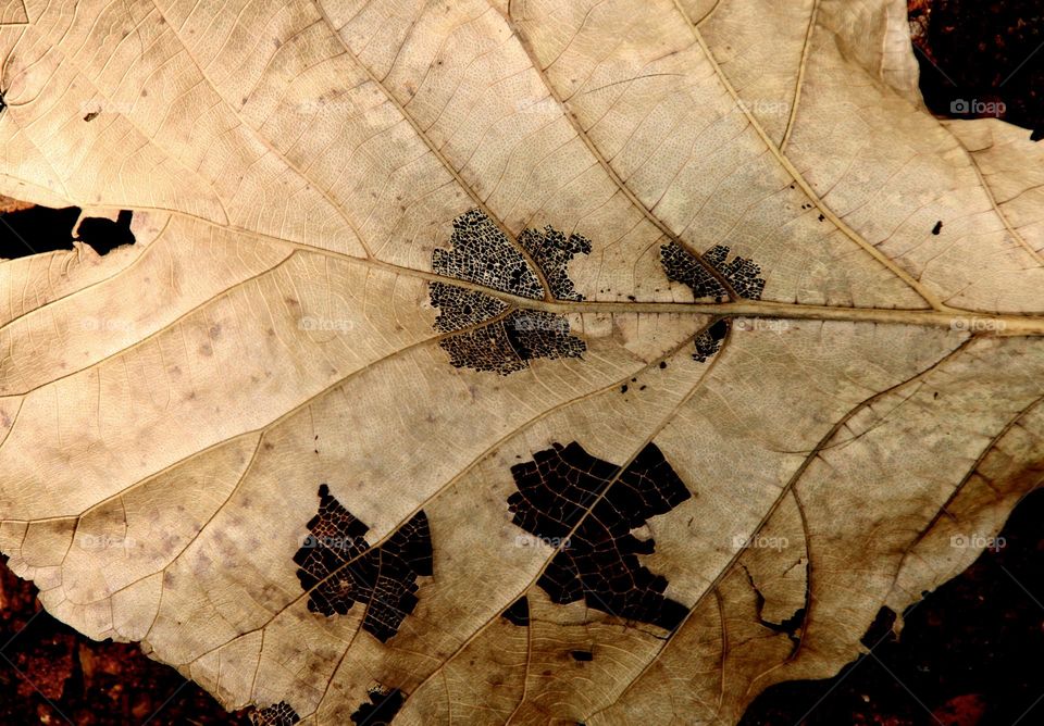 Close Up - Autumn Leaf