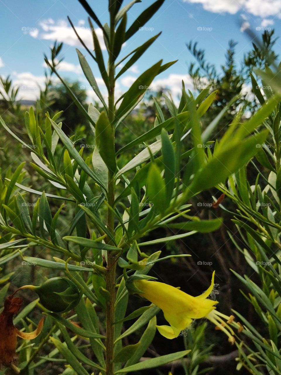 Yellow emu cactus jungle