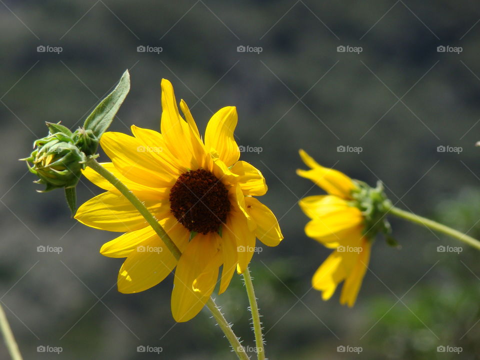 Close up flowers 