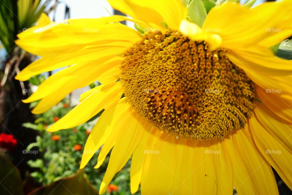 Yellow flower . The flower yellow color 