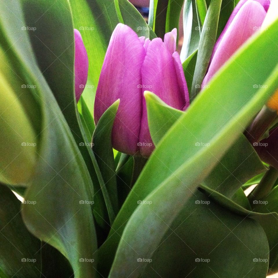 Extreme close up of flower