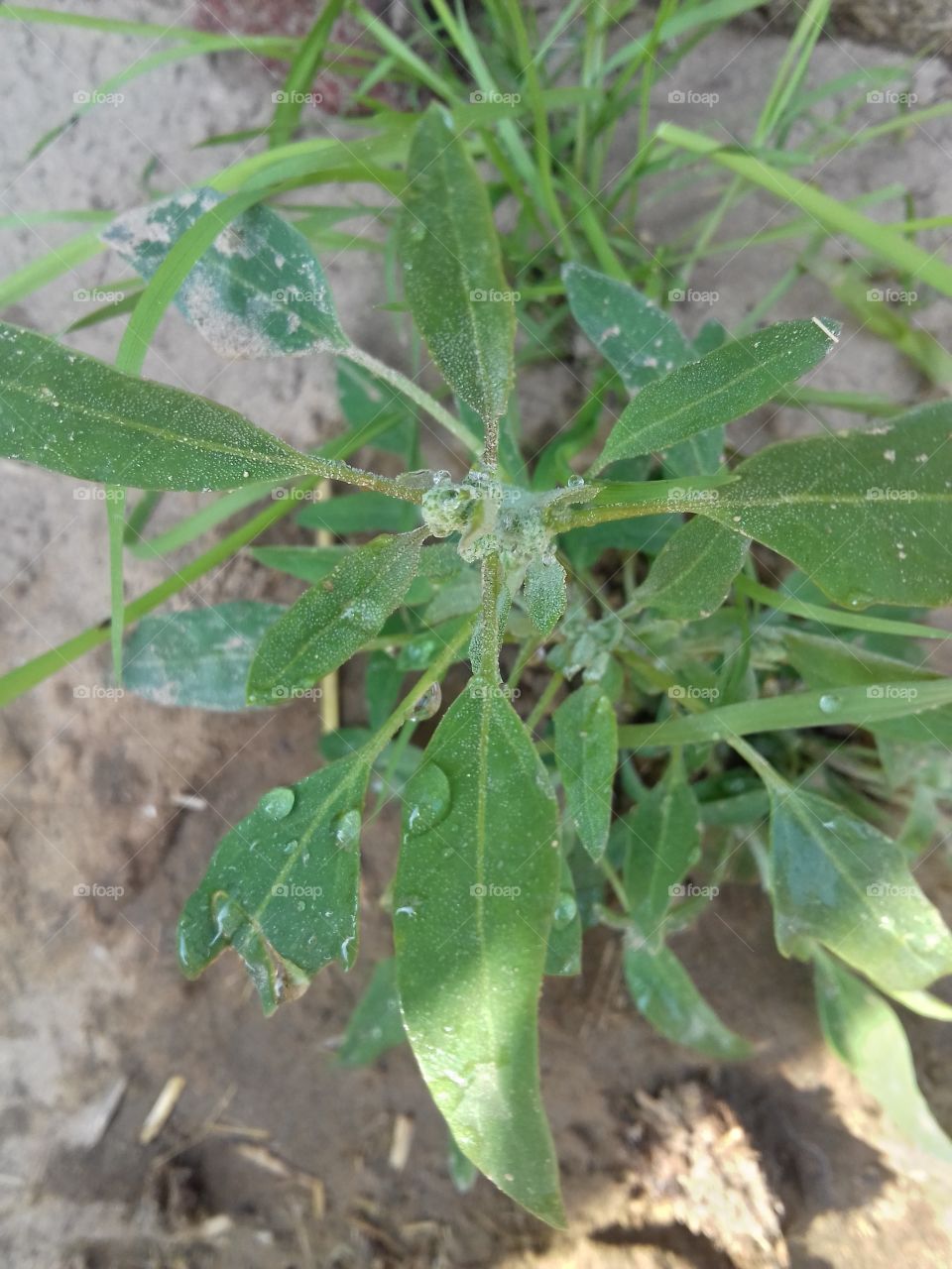 green grass long plant with water drops