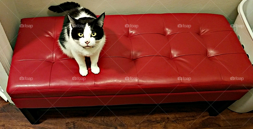 What's red, black, and white all over? A cat that thinks she runs everything.