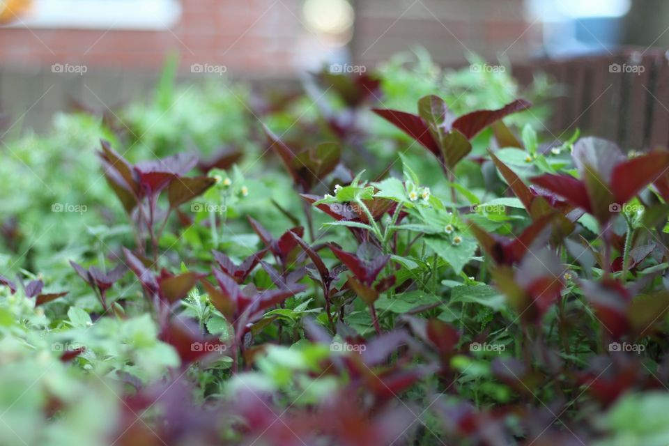 Leaf, Vegetable, Nature, Garden, Food