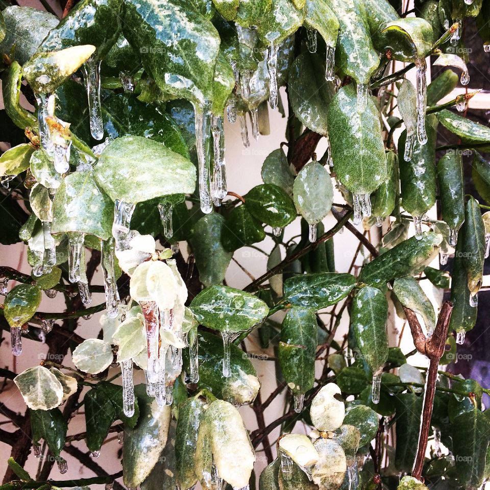 Freezing rain makes icicles on leaves