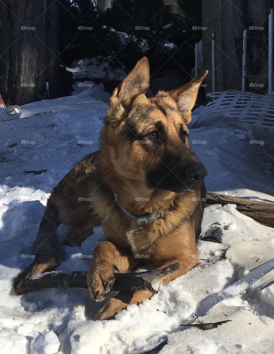 Snow king. Sugar cain. Such a photogenic canine. 