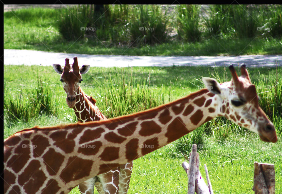 Baby giraffe peaking over mama