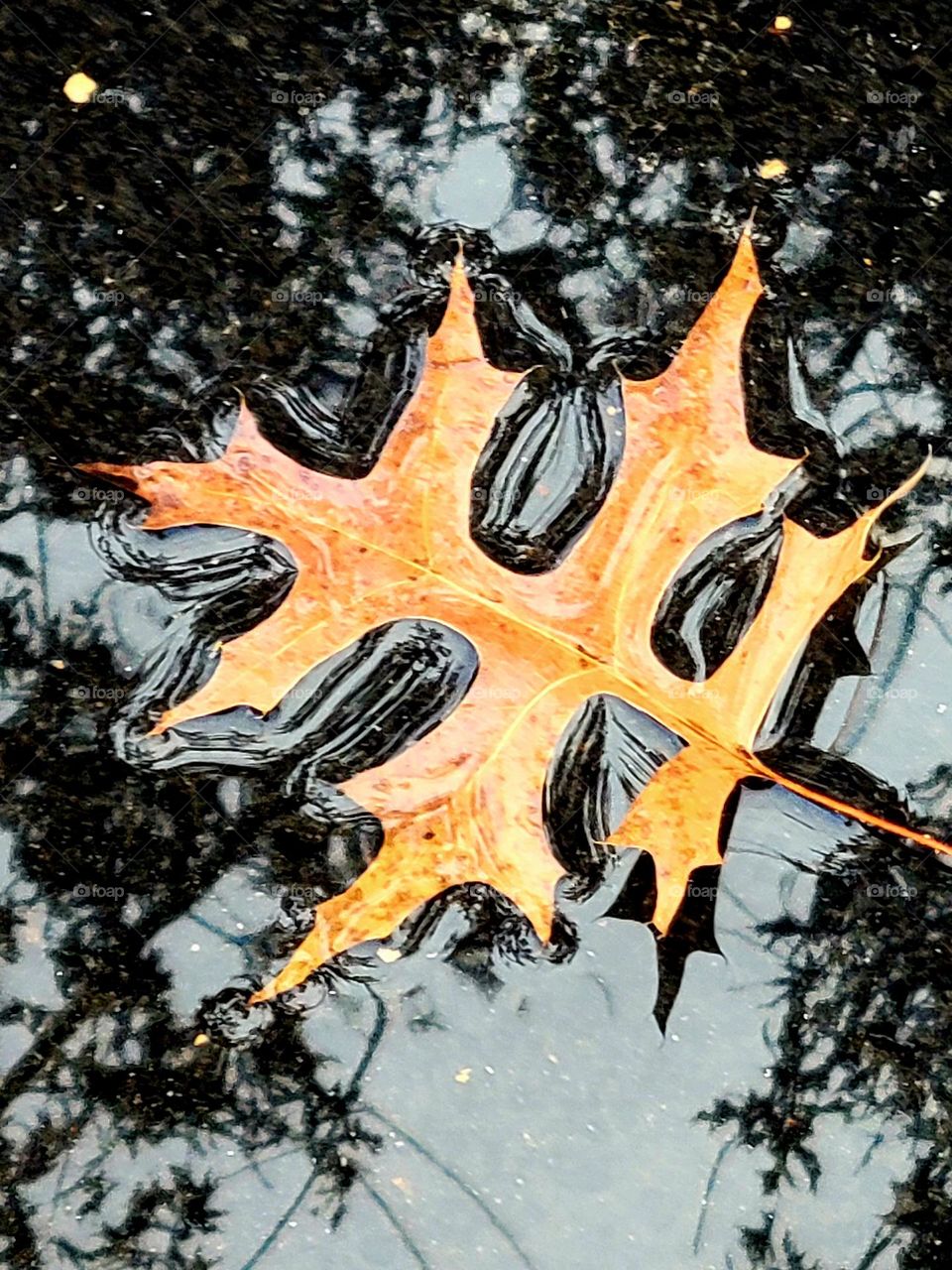 A Fall leaf in a puddle of water