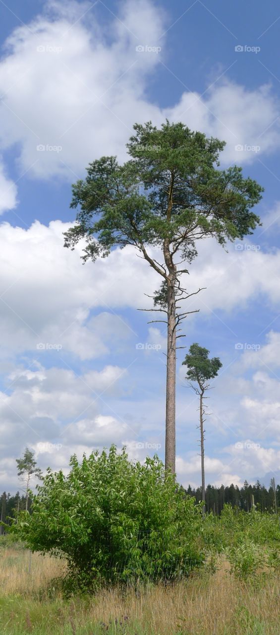 baum himmel lichtung sommer wandern