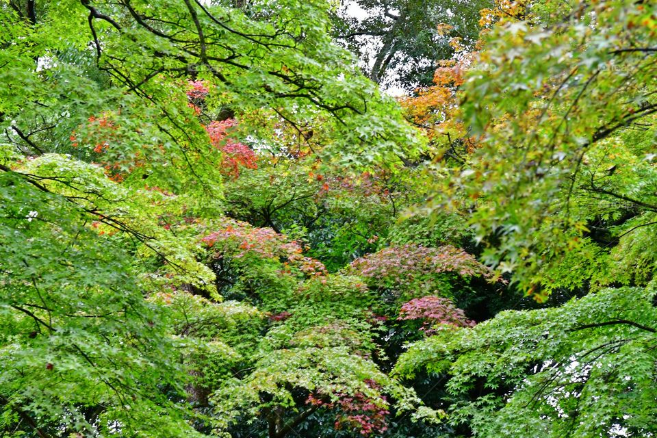 Autumn colors