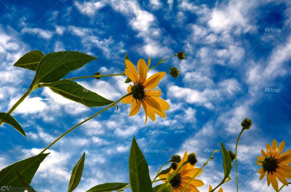 Flowers and sky