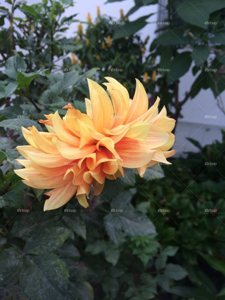 Orange flower