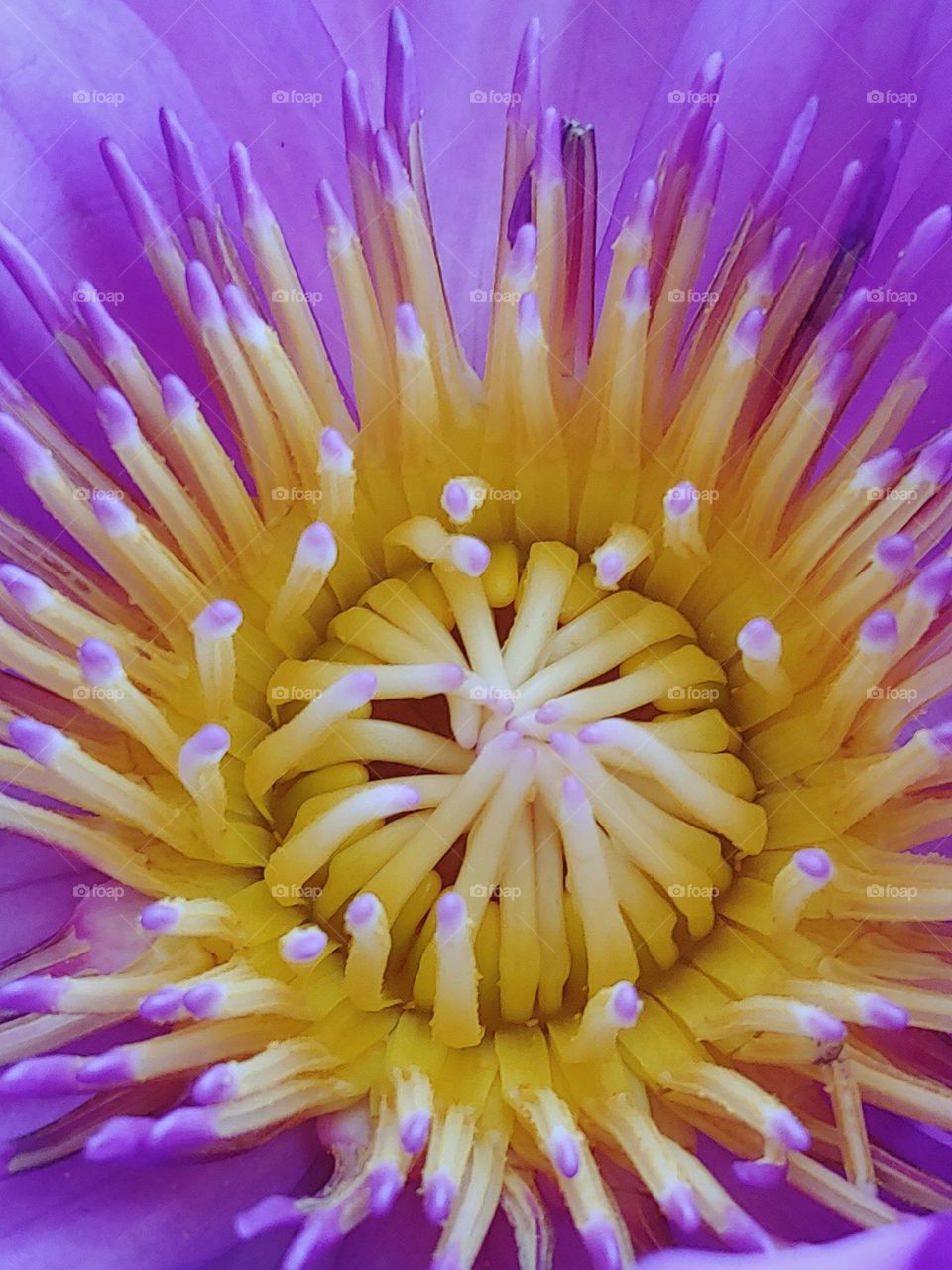 lotus flowers captured