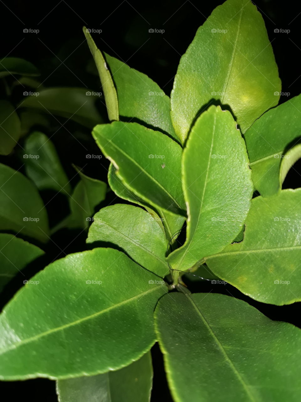 lemon leaf