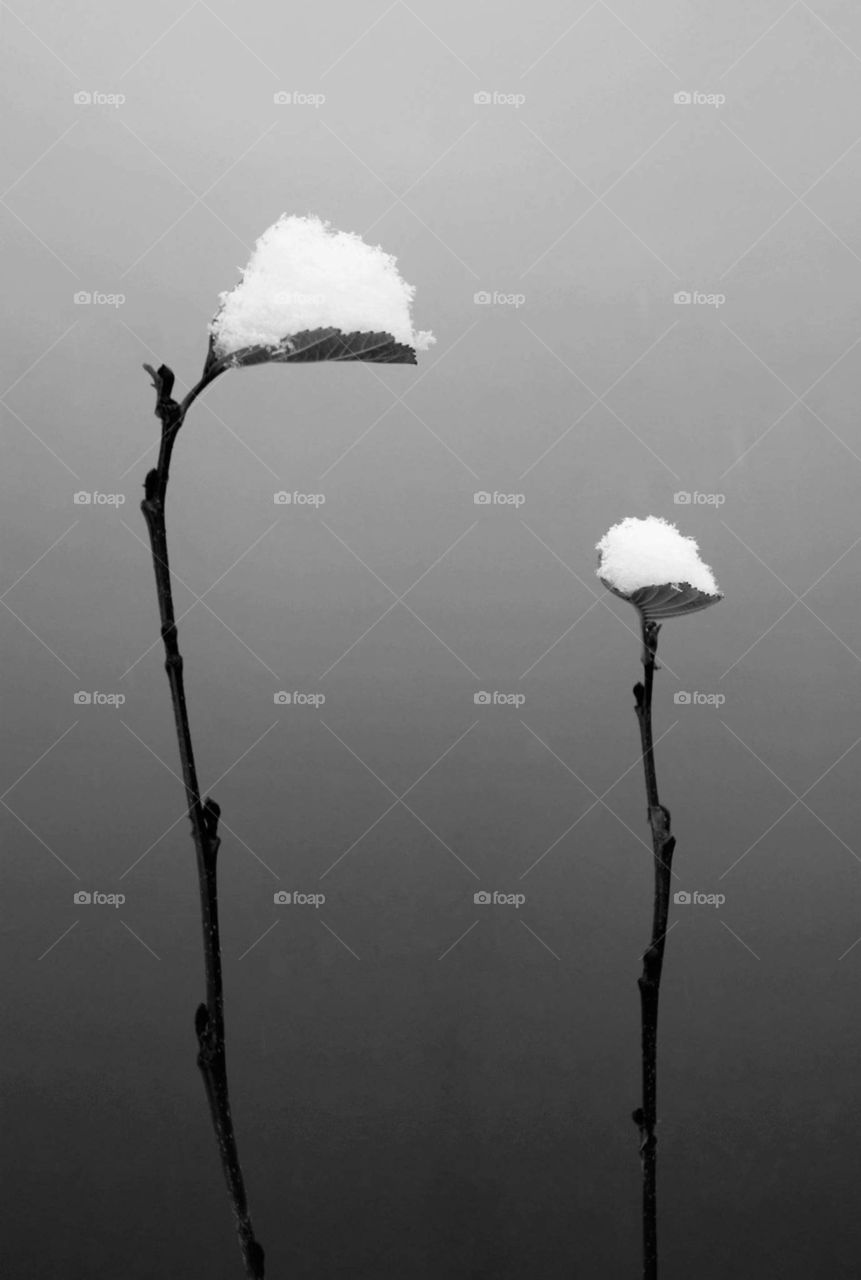 No Person, Tree, Flower, Monochrome, Light