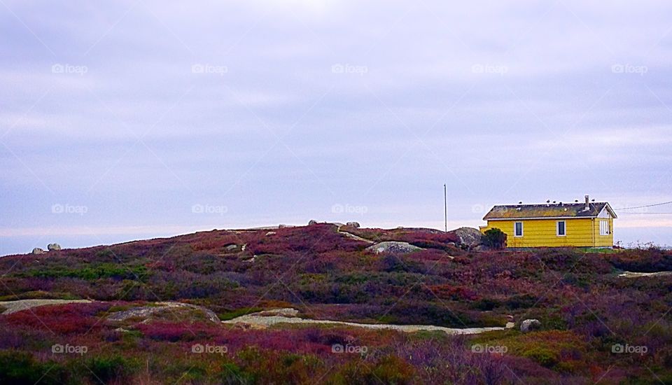 Welcome home . Yellow house in s field of purple heather - yellow mission 