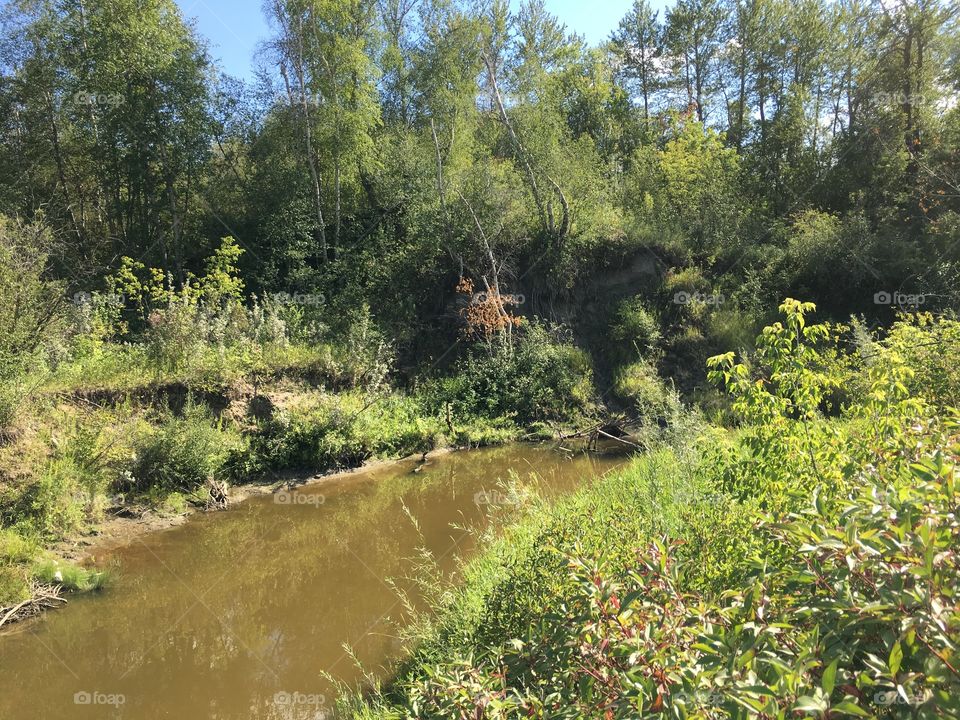 Landscape, Nature, Tree, Wood, Water